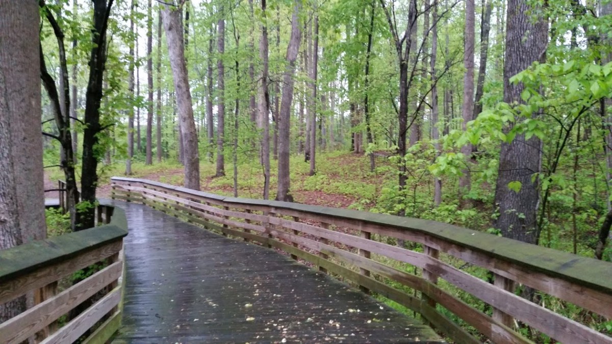 Seagroves Walks Notes and photographs of my morning walks at