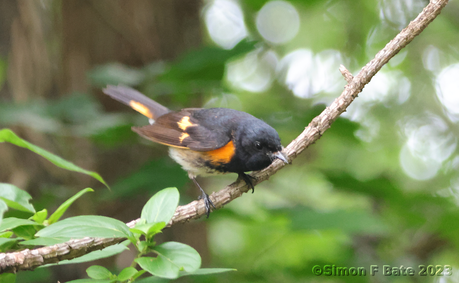 Redstart Flapping Save the best for last – Seagroves Walks